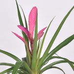 Large Multi Pink Quill Airplant Tillandsia 'Antonio'
