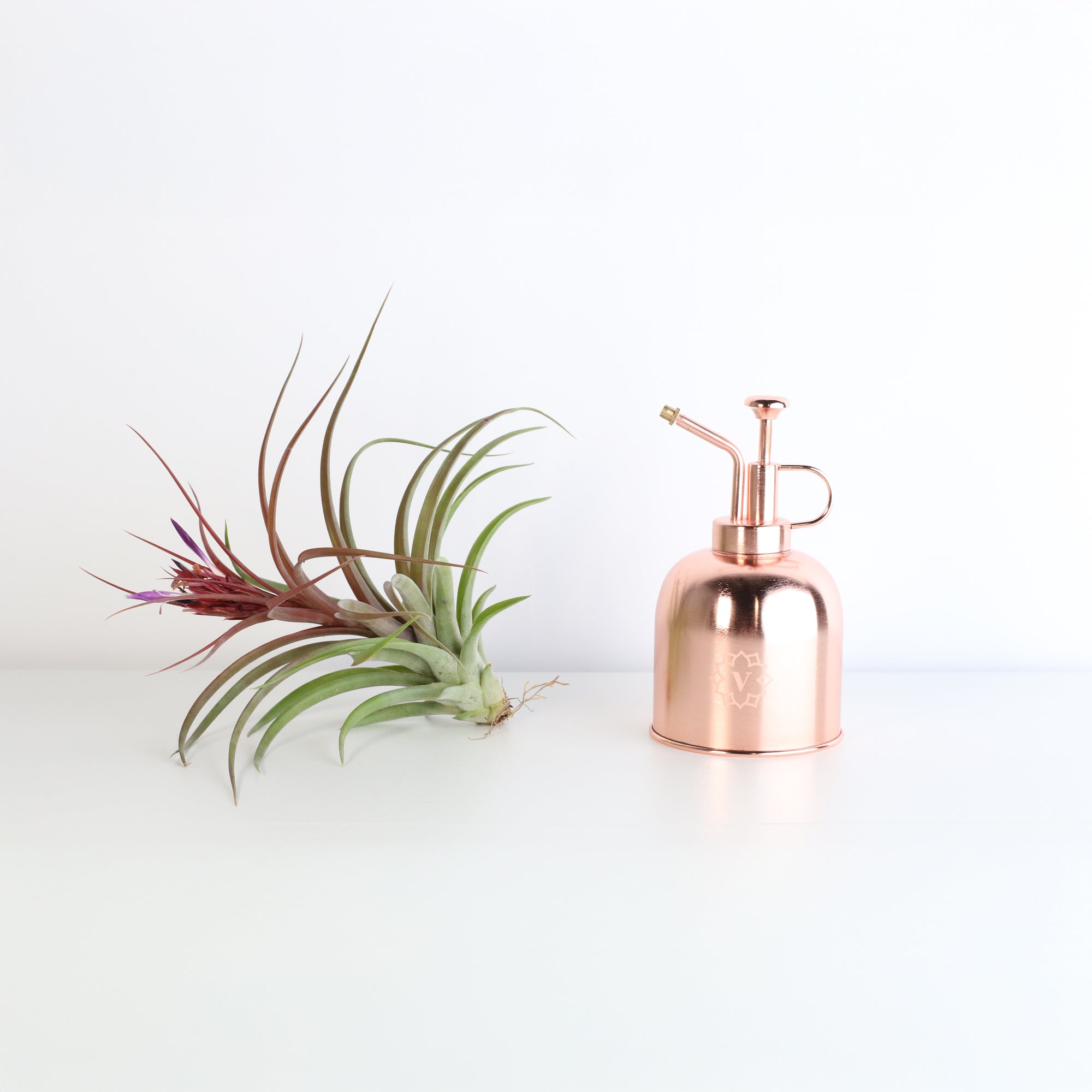 Tillandsia Brachycaulos Hybrid Air Plant with Mister