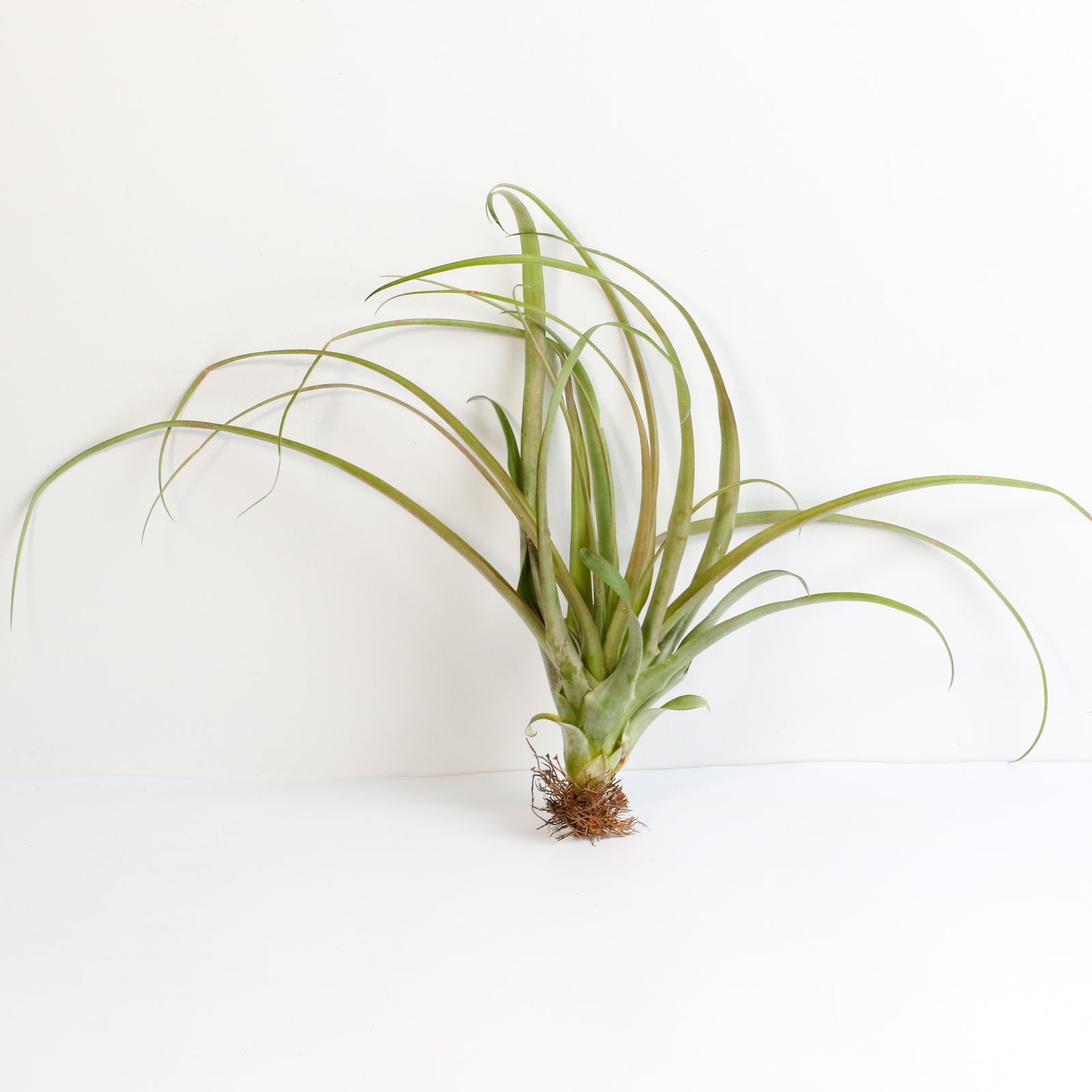 Air Plant Tillandsia Capitata Rubra
