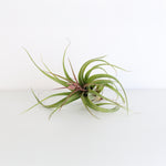 Tillandsia Streptophylla – “Shirley Temple” Air Plant