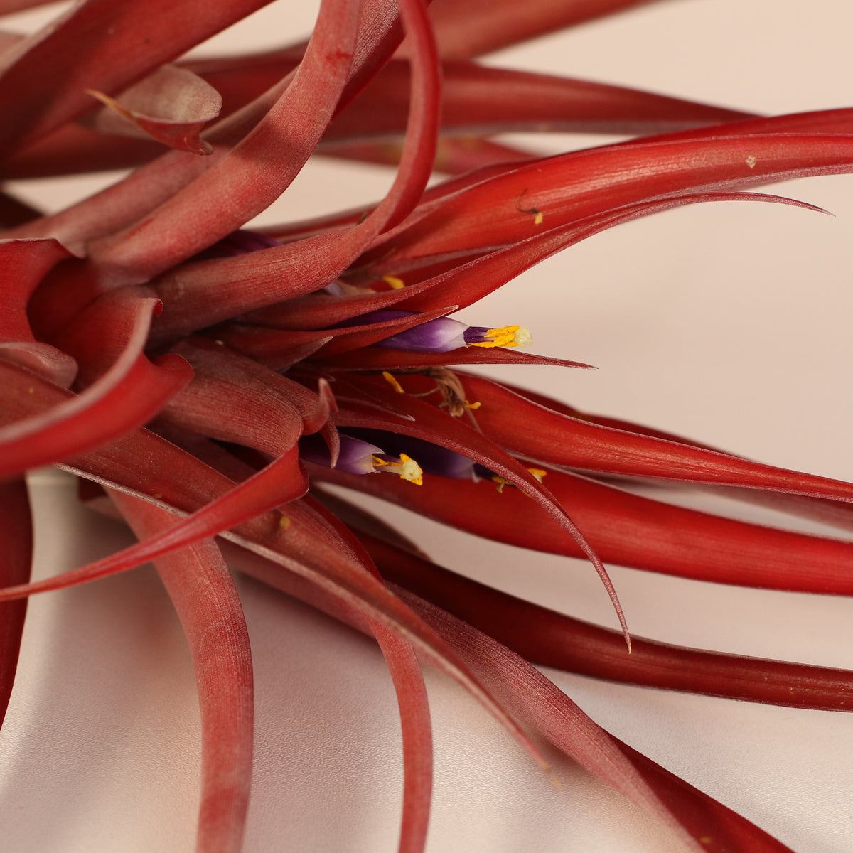 blooming Tillandsia Capitata Red Extra Large close up
