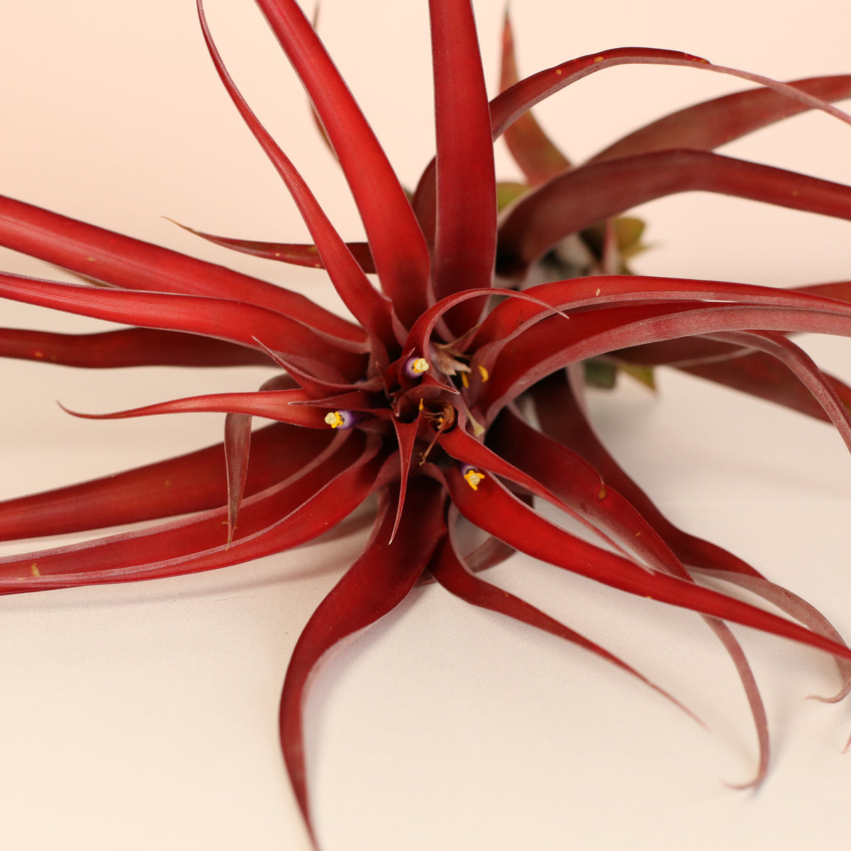 Tillandsia Capitata Red Extra Large close up