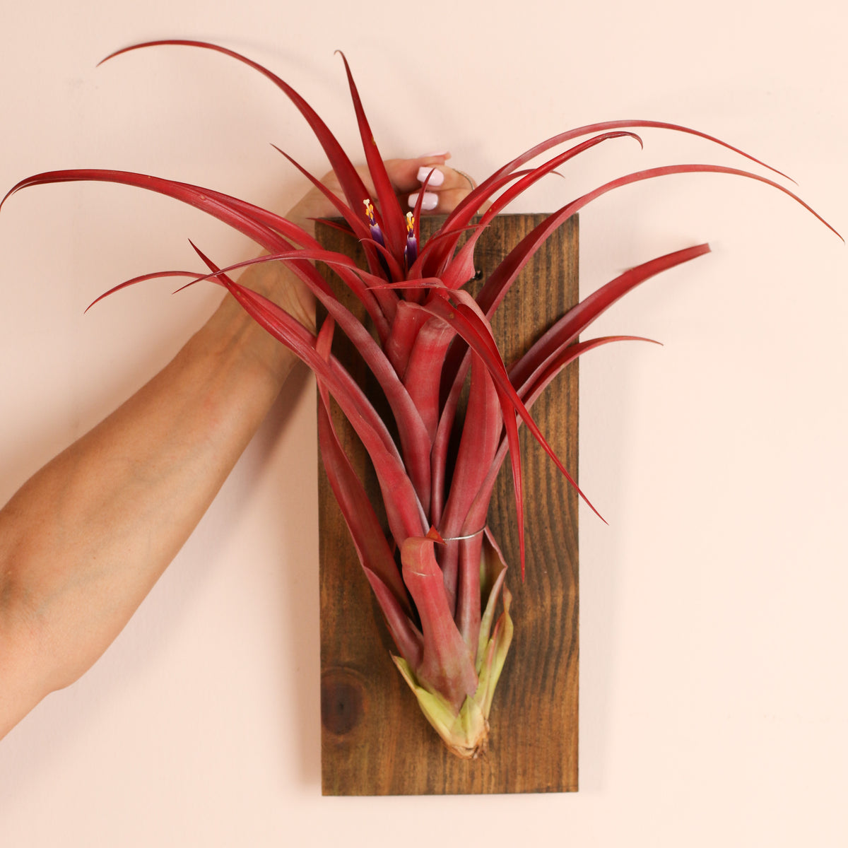 Tillandsia Capitata Red Extra Large on wall mount in hand