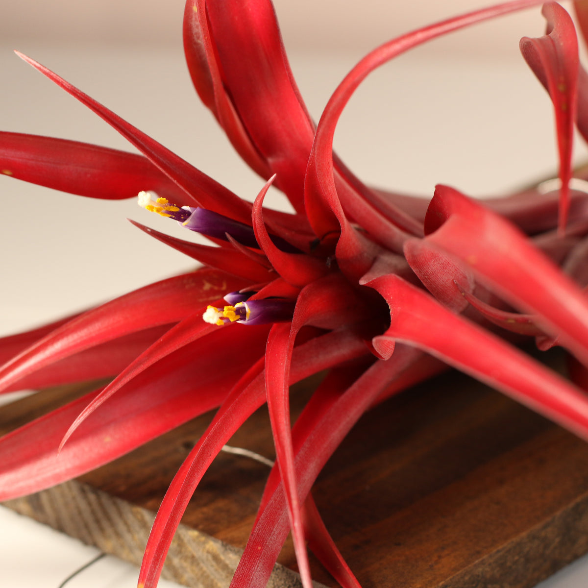 Tillandsia Capitata Red Extra Large blooming