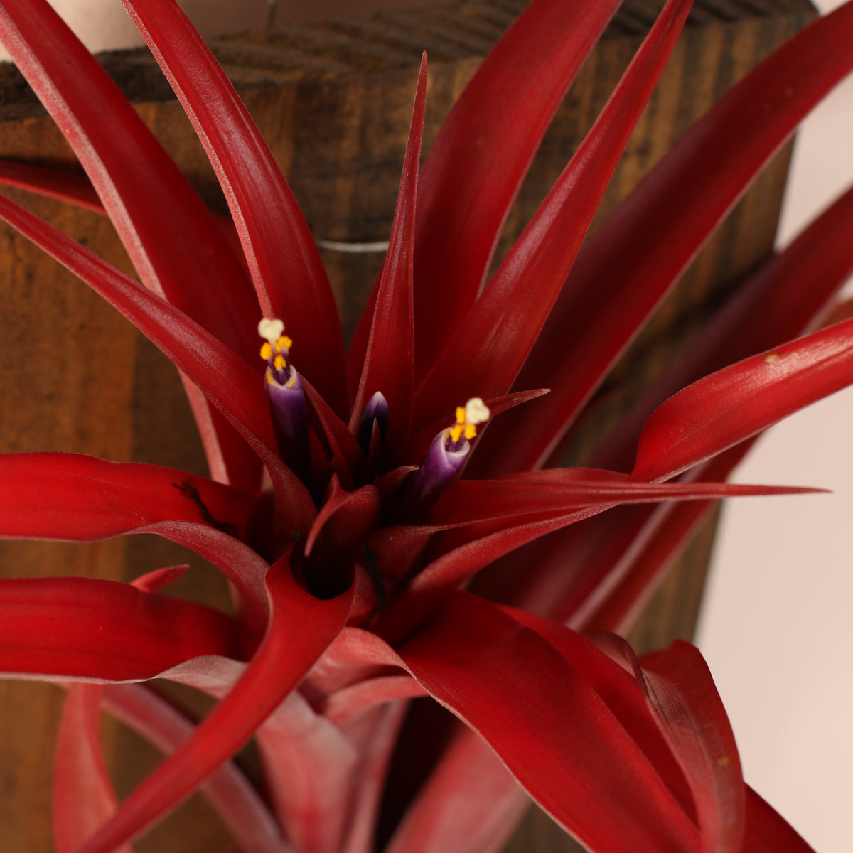 Close up of Tillandsia Capitata Red Extra Large