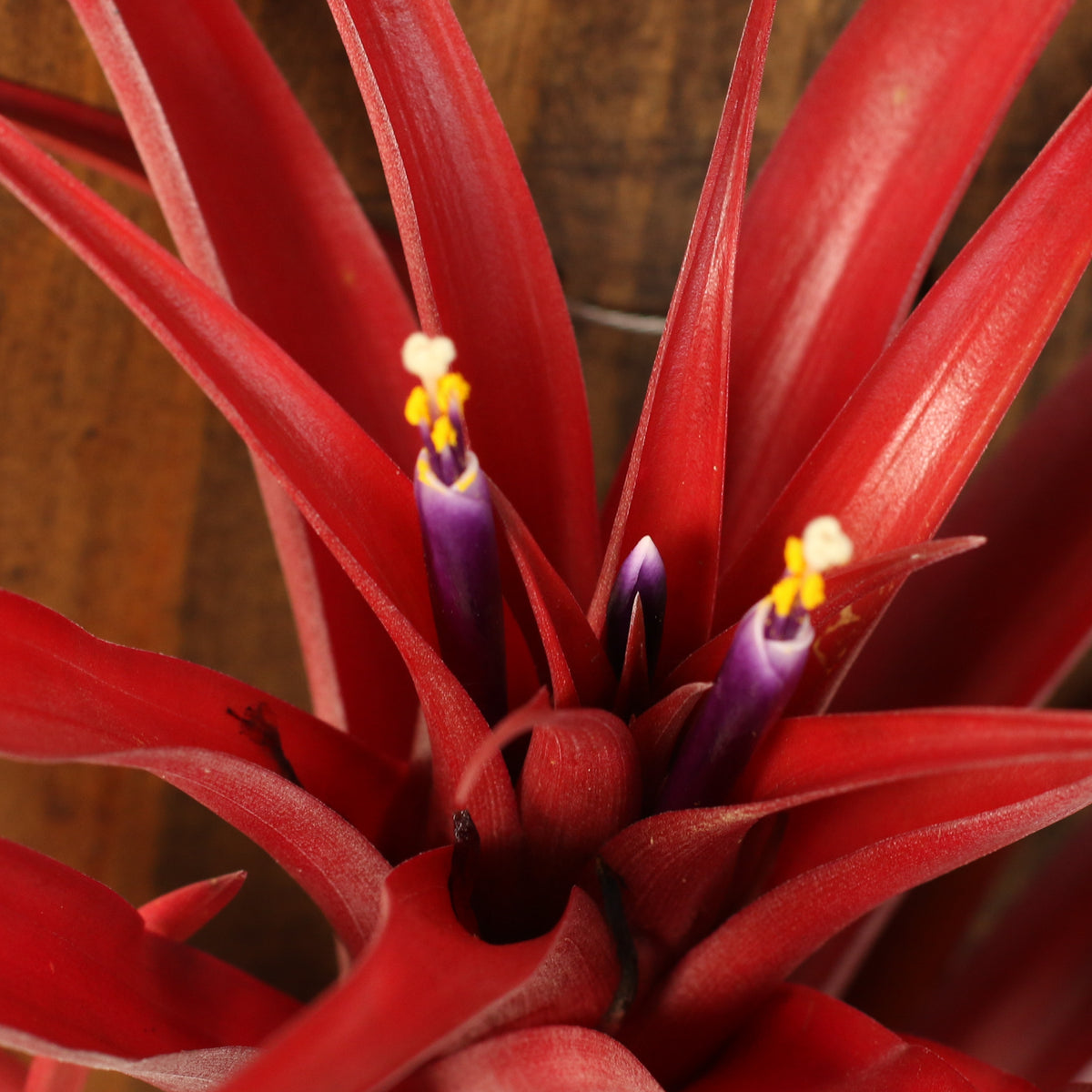Tillandsia Capitata Red Extra Large close up