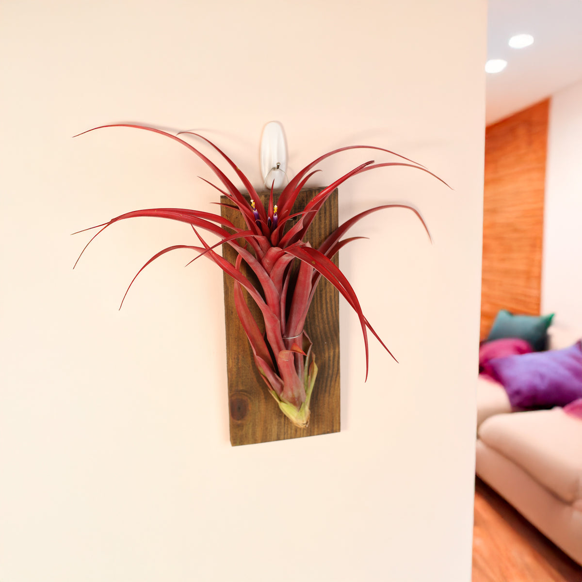 Tillandsia Capitata Red Extra Large on wall mount. 