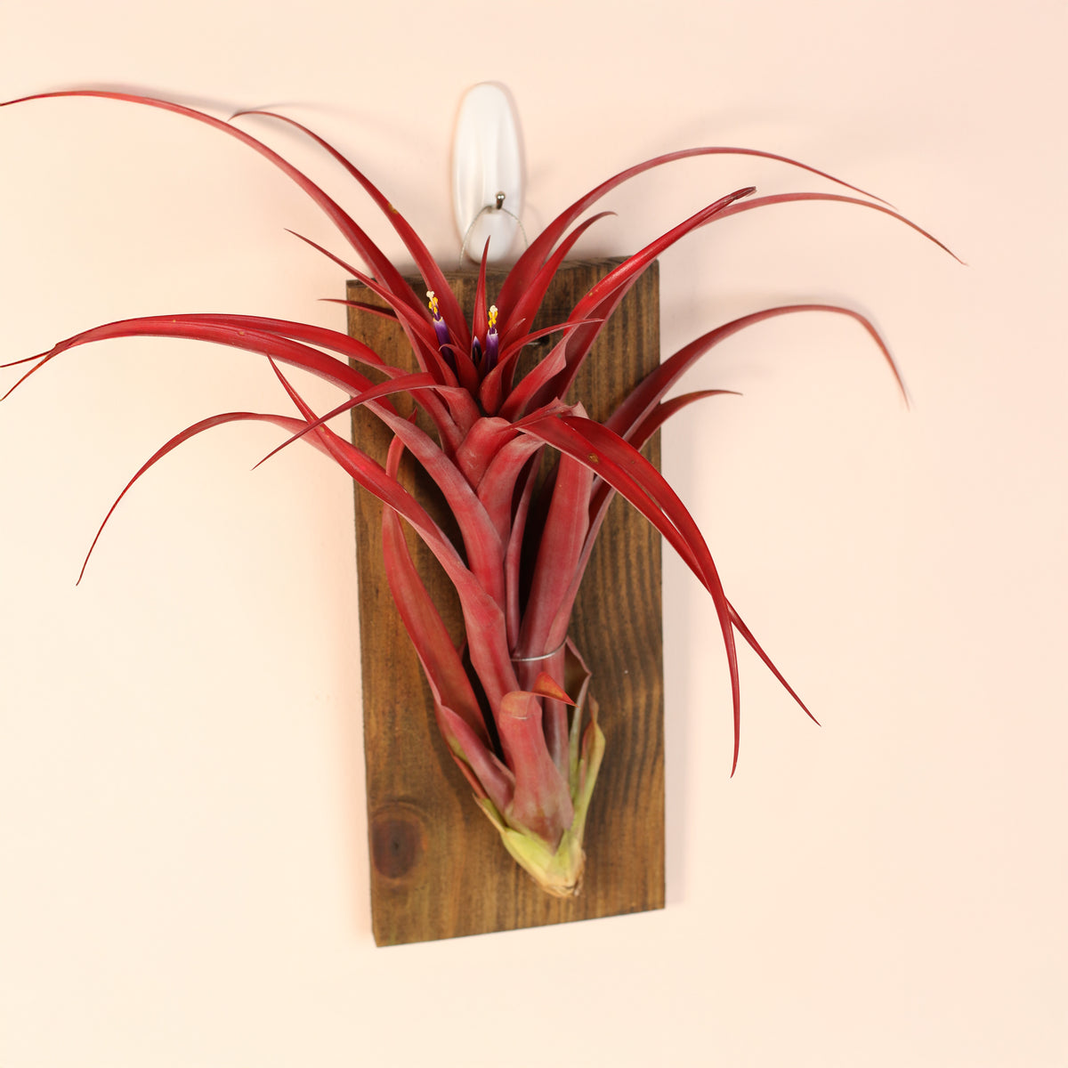 Tillandsia Capitata Red Extra Large on wall mount
