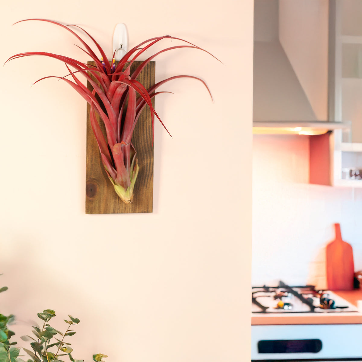 Tillandsia Capitata Red Extra Large on wall mount