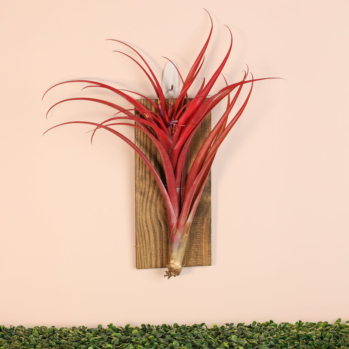 Tillandsia Capitata Red Extra Large wall mount