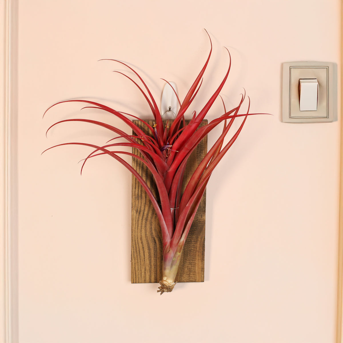 Tillandsia Capitata Red Extra Large on wall mount next to light switch. 