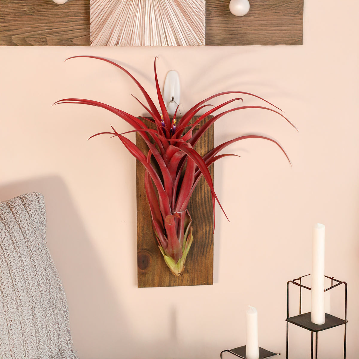 Tillandsia Capitata Red Extra Large on wall mount in living room.