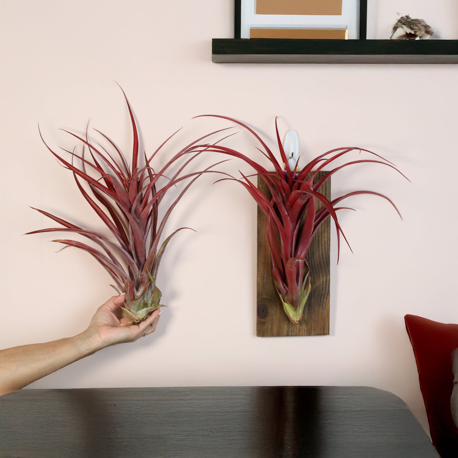 Tillandsia Capitata Red Extra Large close up