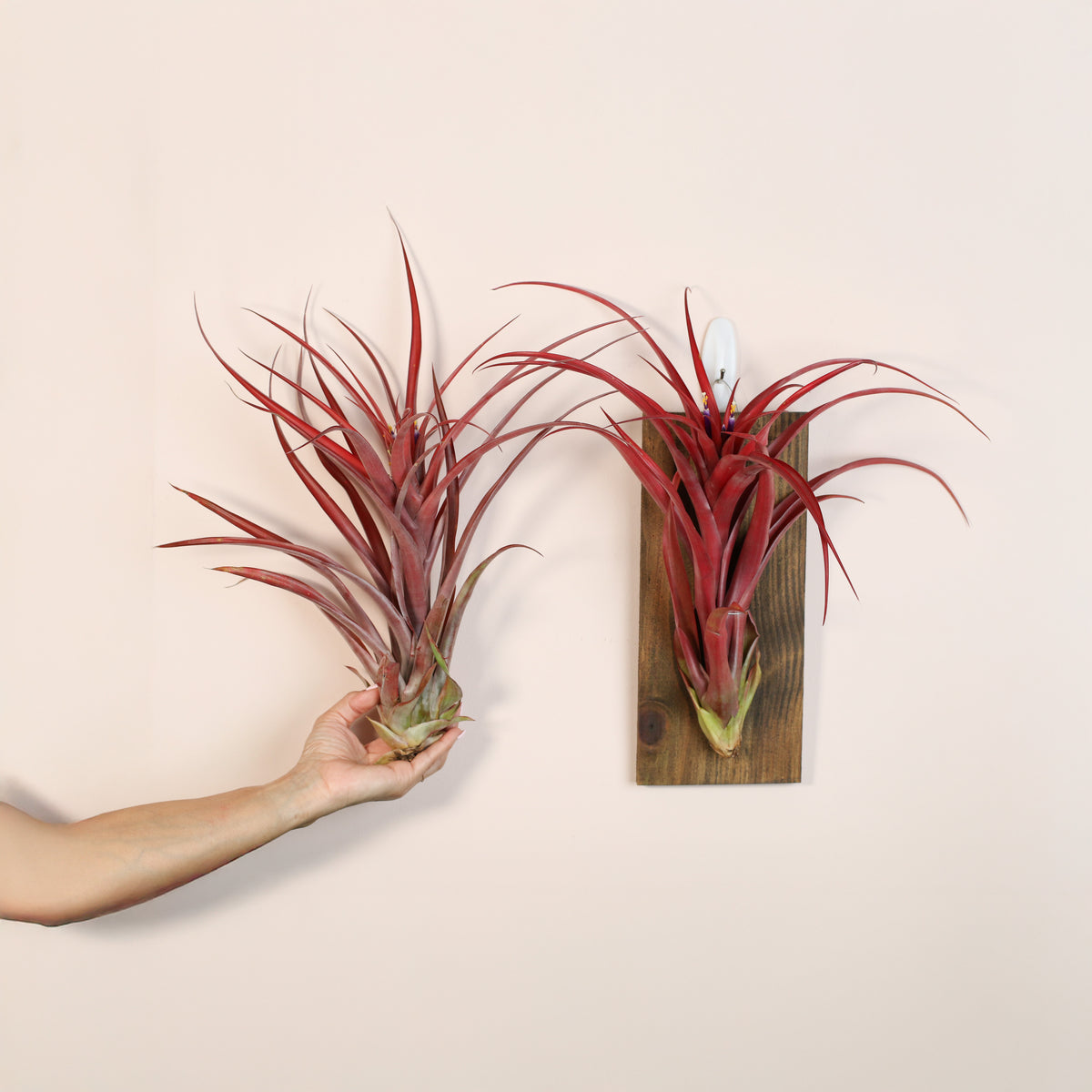 Tillandsia Capitata Red Extra Large bare root in hand and wall mount on the right. 