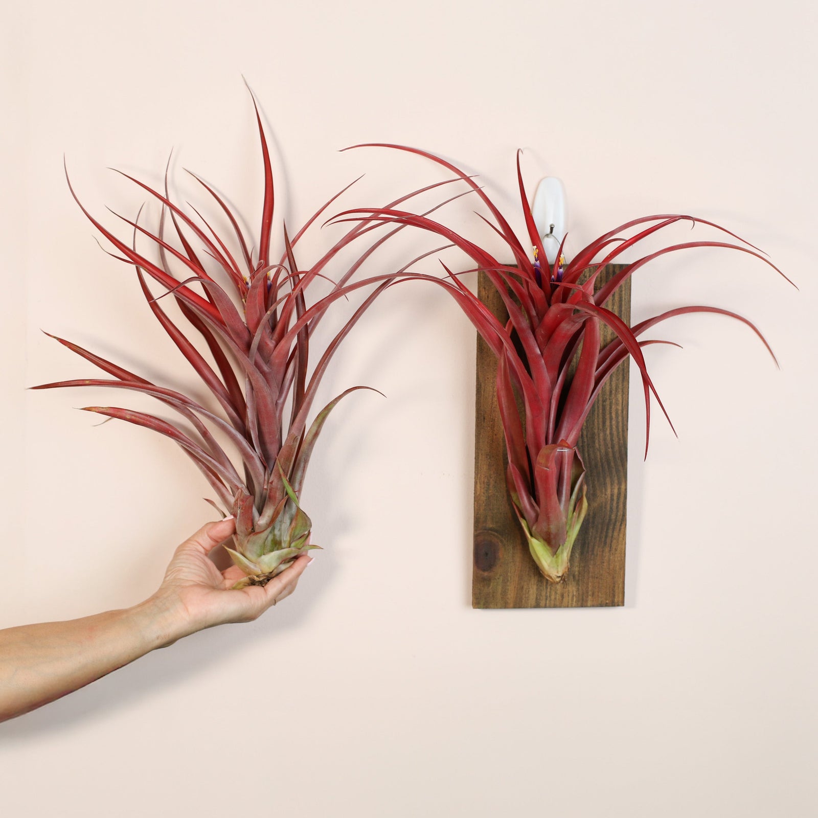 Tillandsia Capitata Red Extra Large bare root in hand and wall mount on the right. 