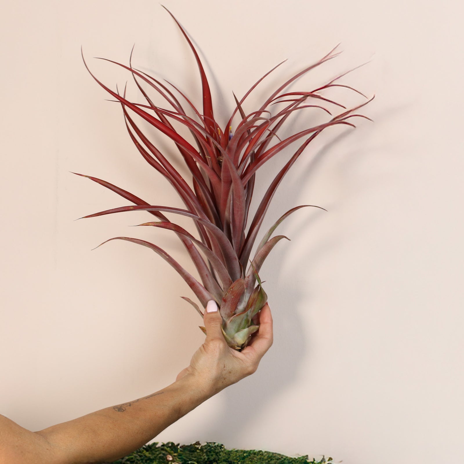 Tillandsia Capitata Red Extra Large bare root in hand