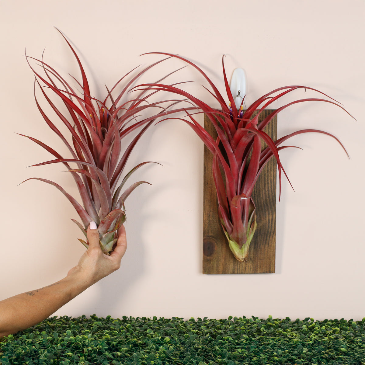 Tillandsia Capitata Red Extra Large bare root and on a wall mount