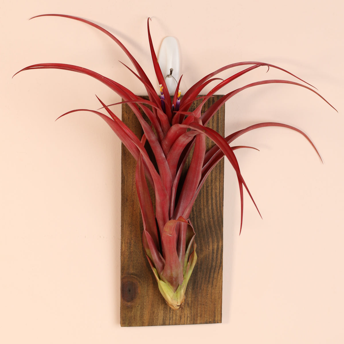 Tillandsia Capitata Red Extra Large on wall mount. 