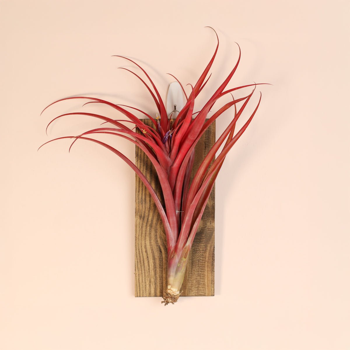 Tillandsia Capitata Red Extra Large on wall mount 