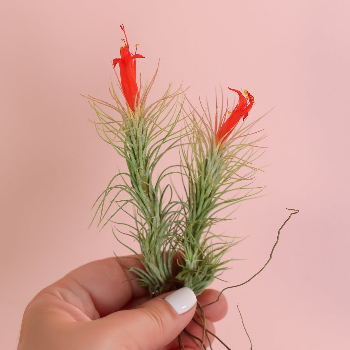 Medium & Large Tillandsia Funckiana in hand