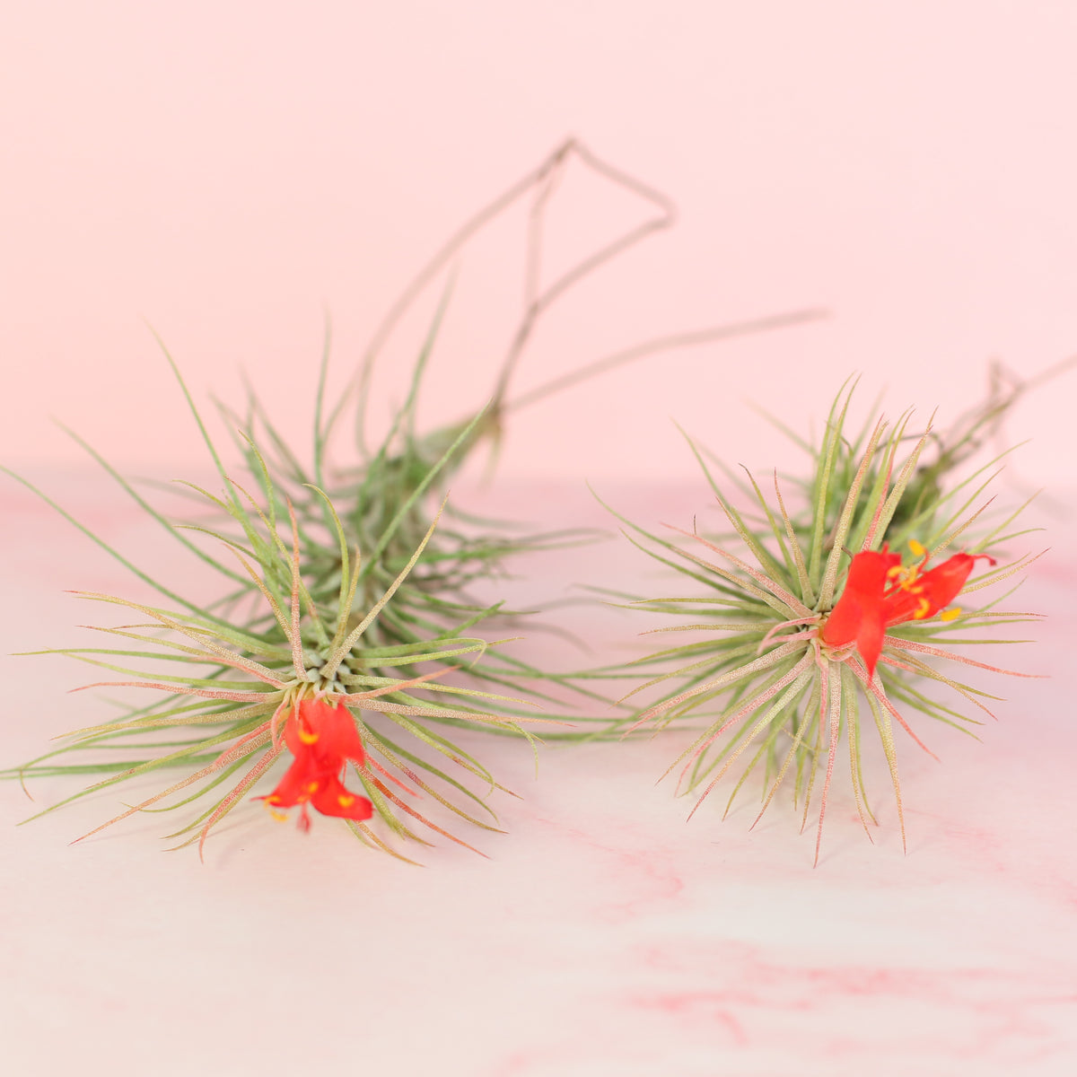 Tillandsia Funckiana Air Plant