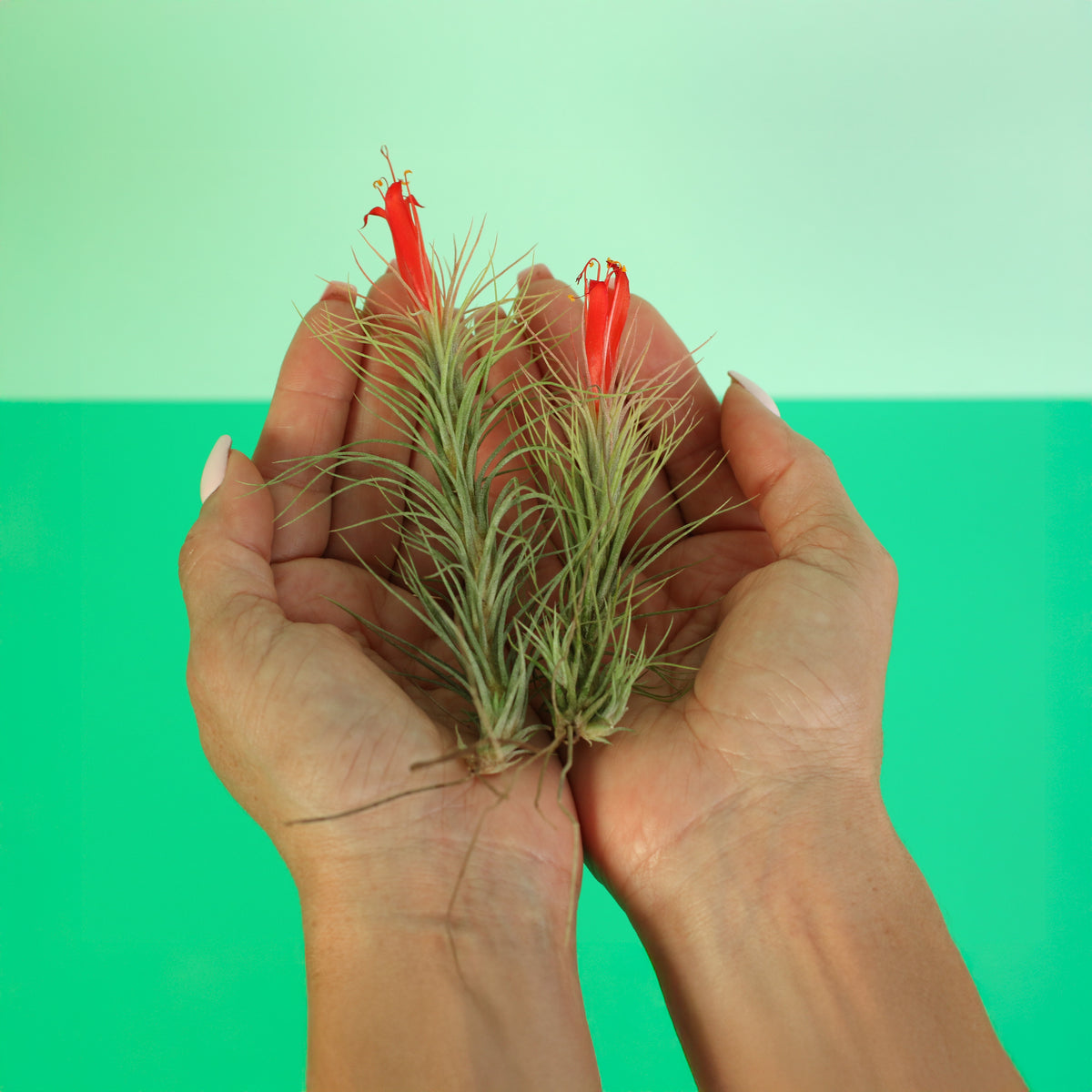 Medium and Small Tillandsia Funckiana air plants in hand