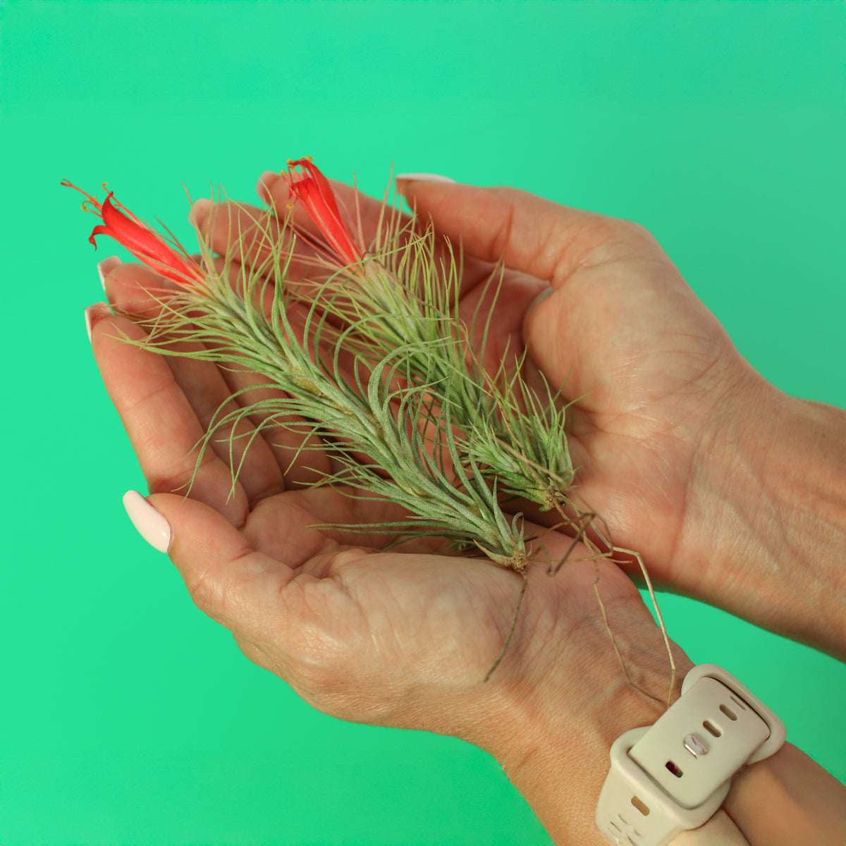 Tillandsia Funckiana Air Plant