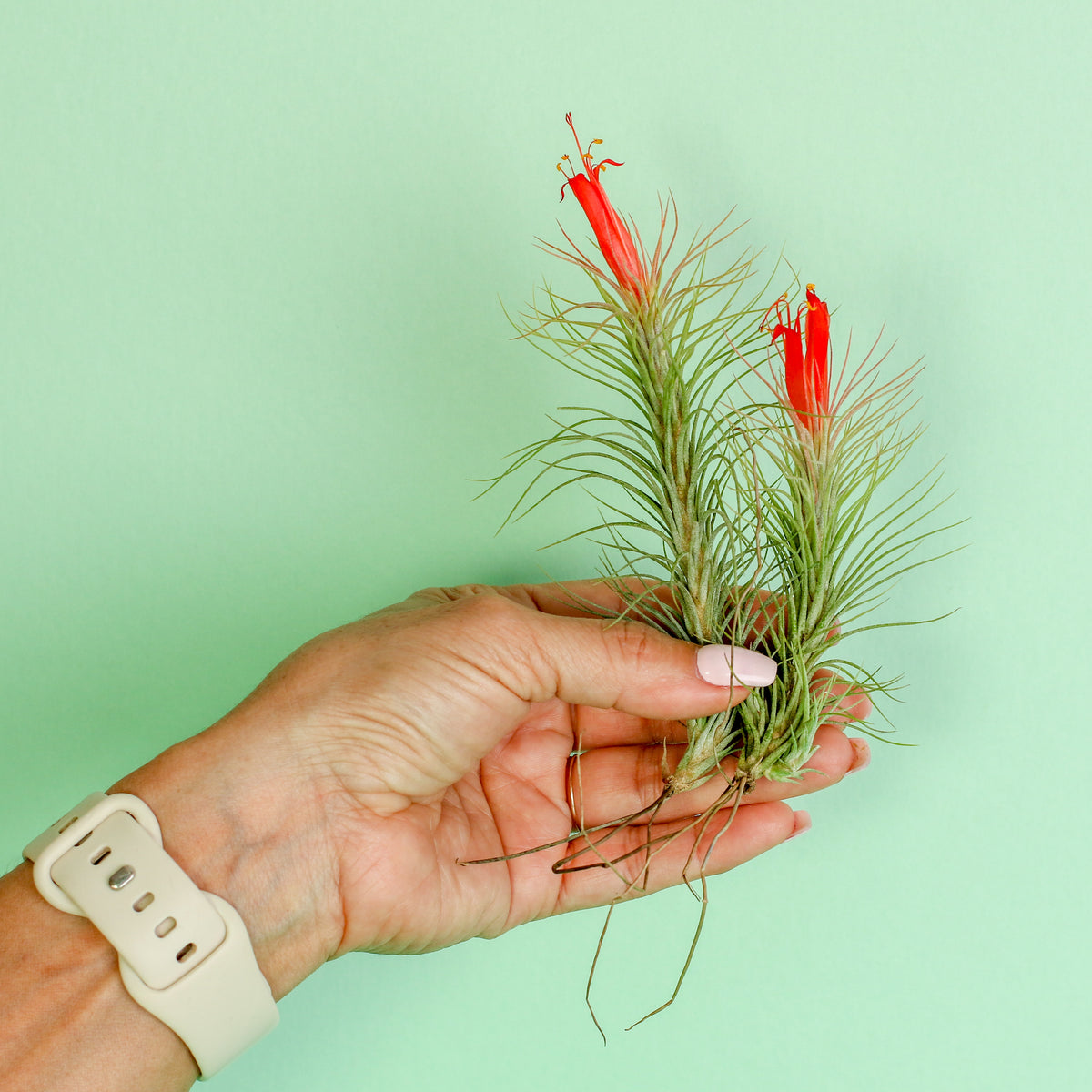 Medium and Large Tillandsia Funckiana in hand