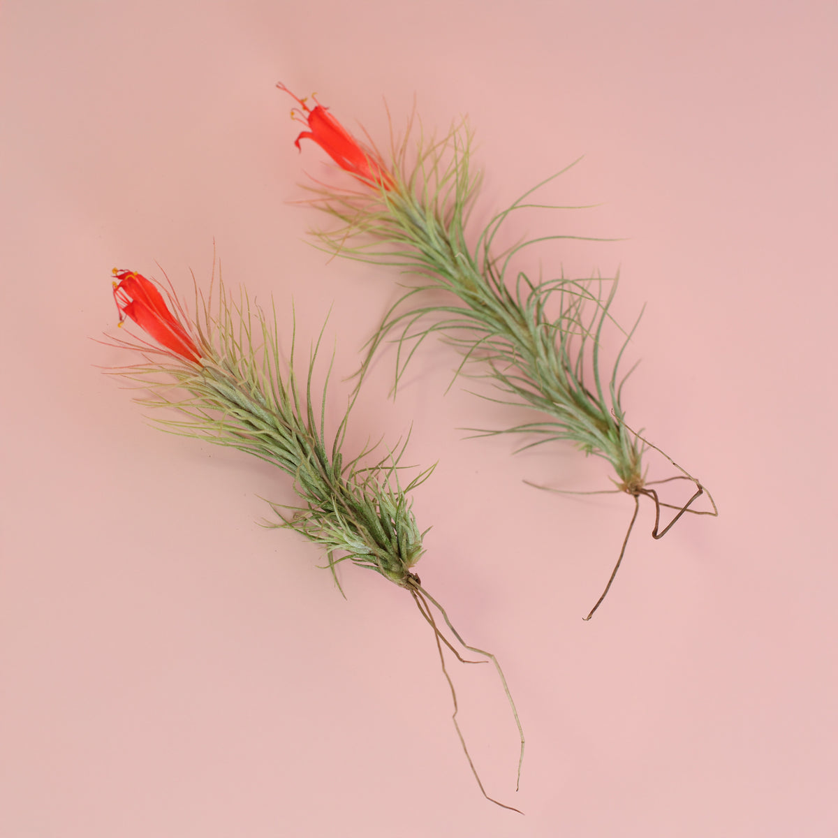 Small & Medium Tillandsia Funckiana