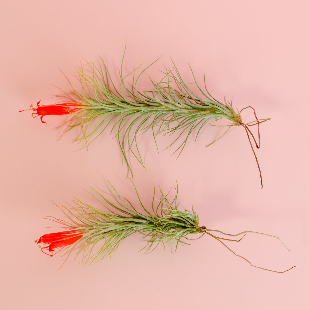 Small and Medium Tillandsia Funckiana 