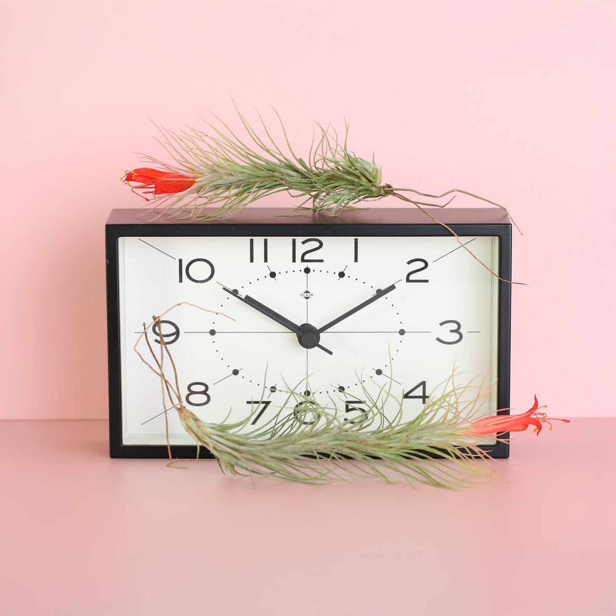 Small and Medium Tillandsia Funckiana next to clock. 