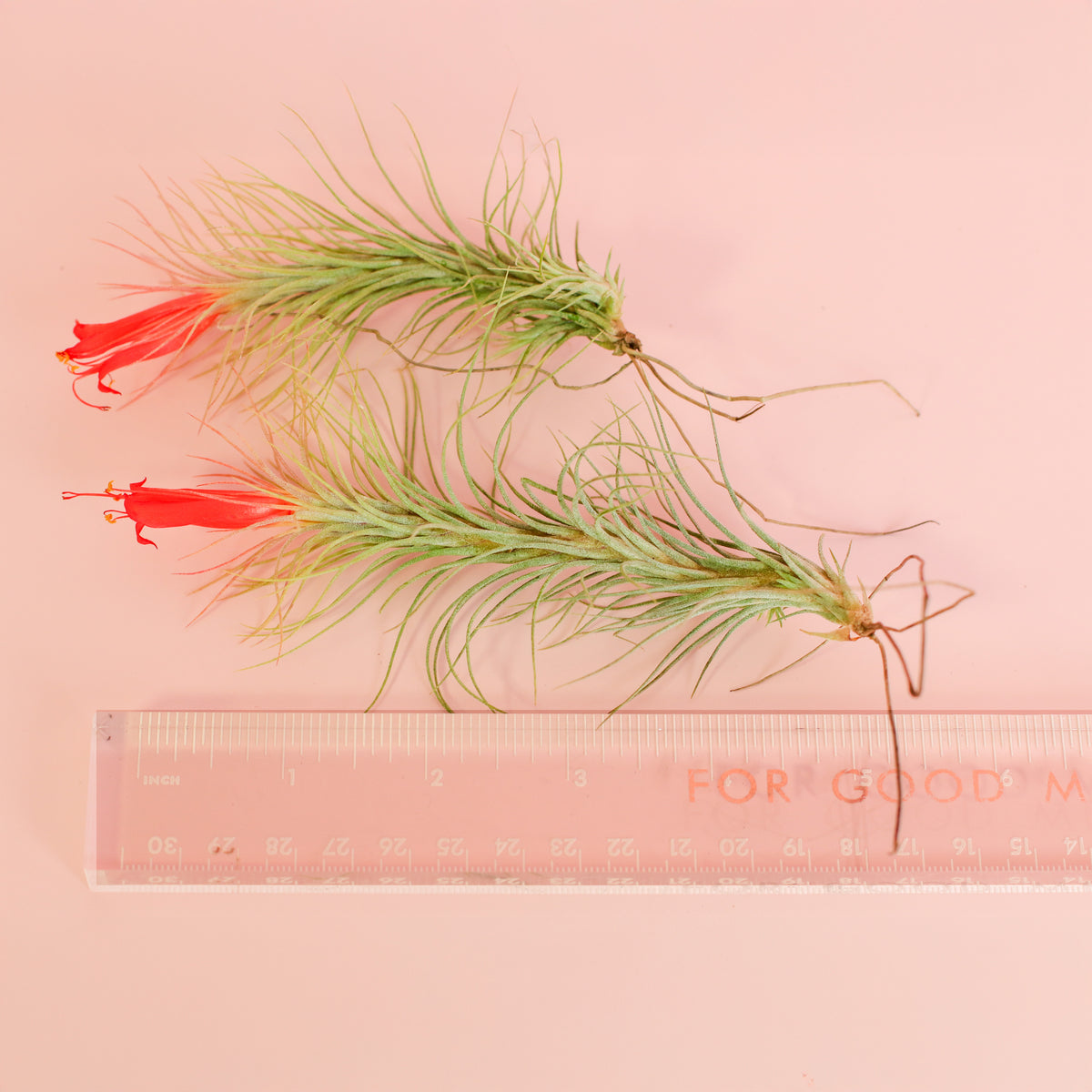Tillandsia Funckiana next to ruler for size comparison. 