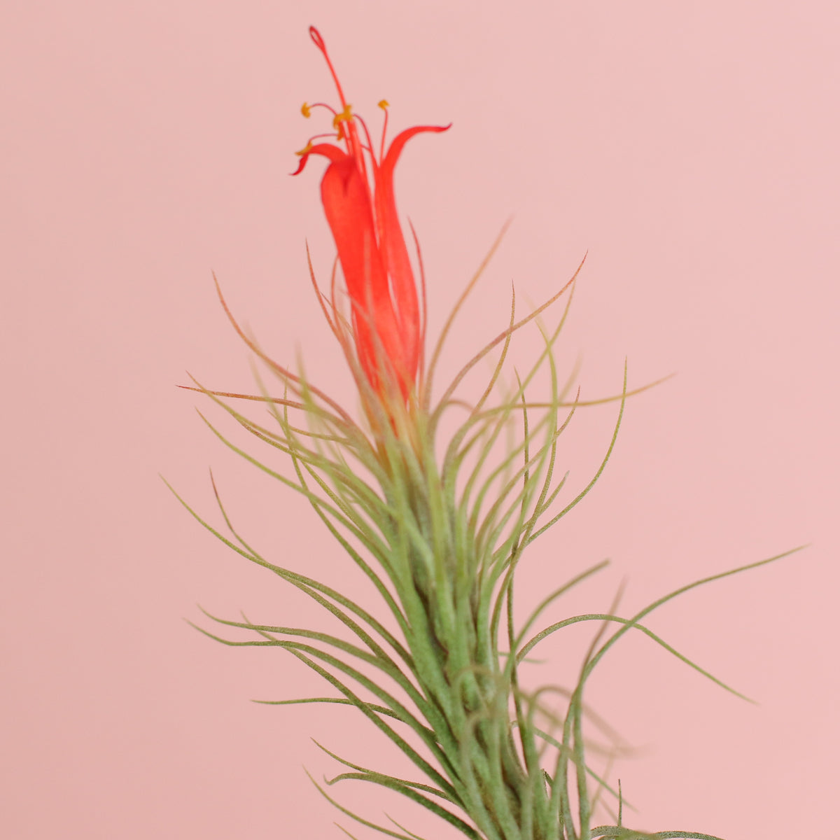 Tillandsia Funckiana close up