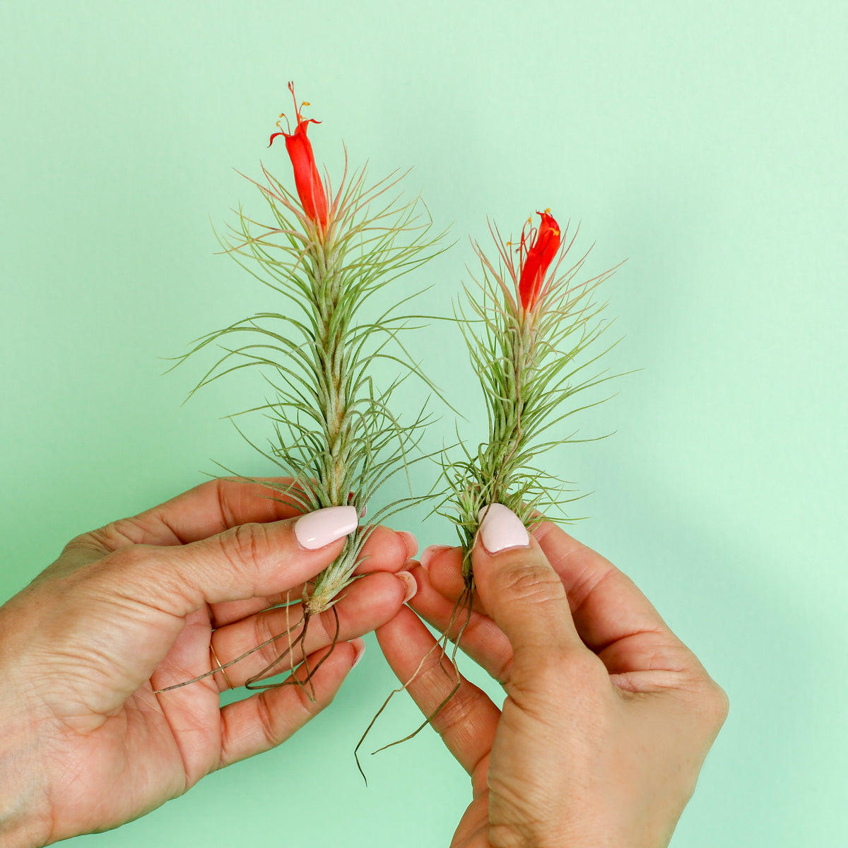 Medium and Small Tillandsia Funckiana in hand