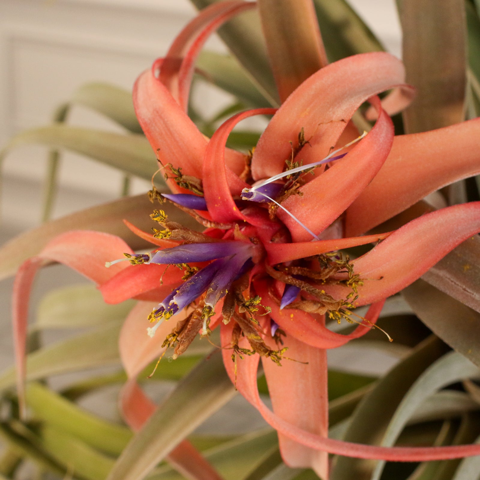Air Plant Tillandsia Capitata Peach