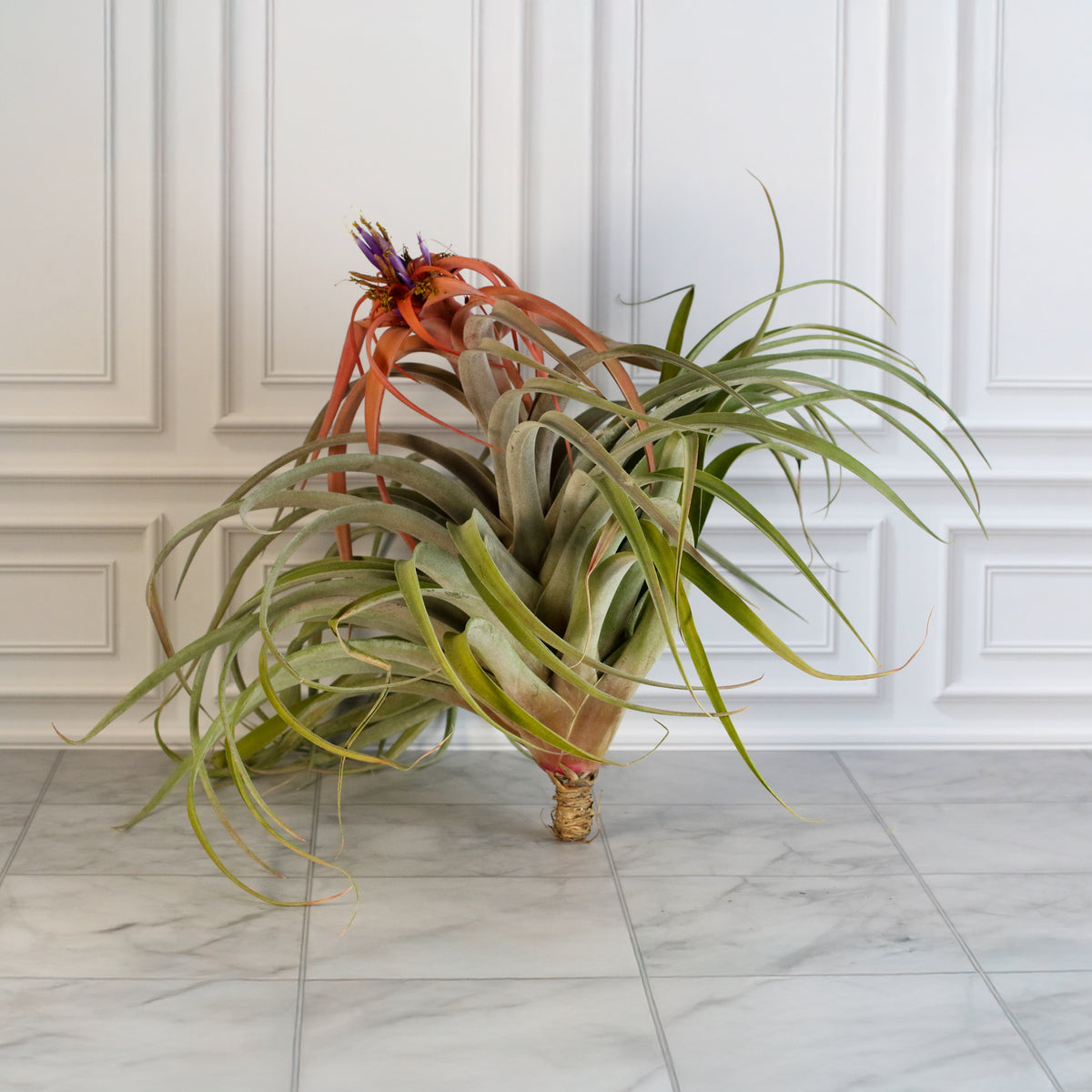 Air Plant Tillandsia Capitata Peach