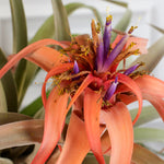 Air Plant Tillandsia Capitata Peach