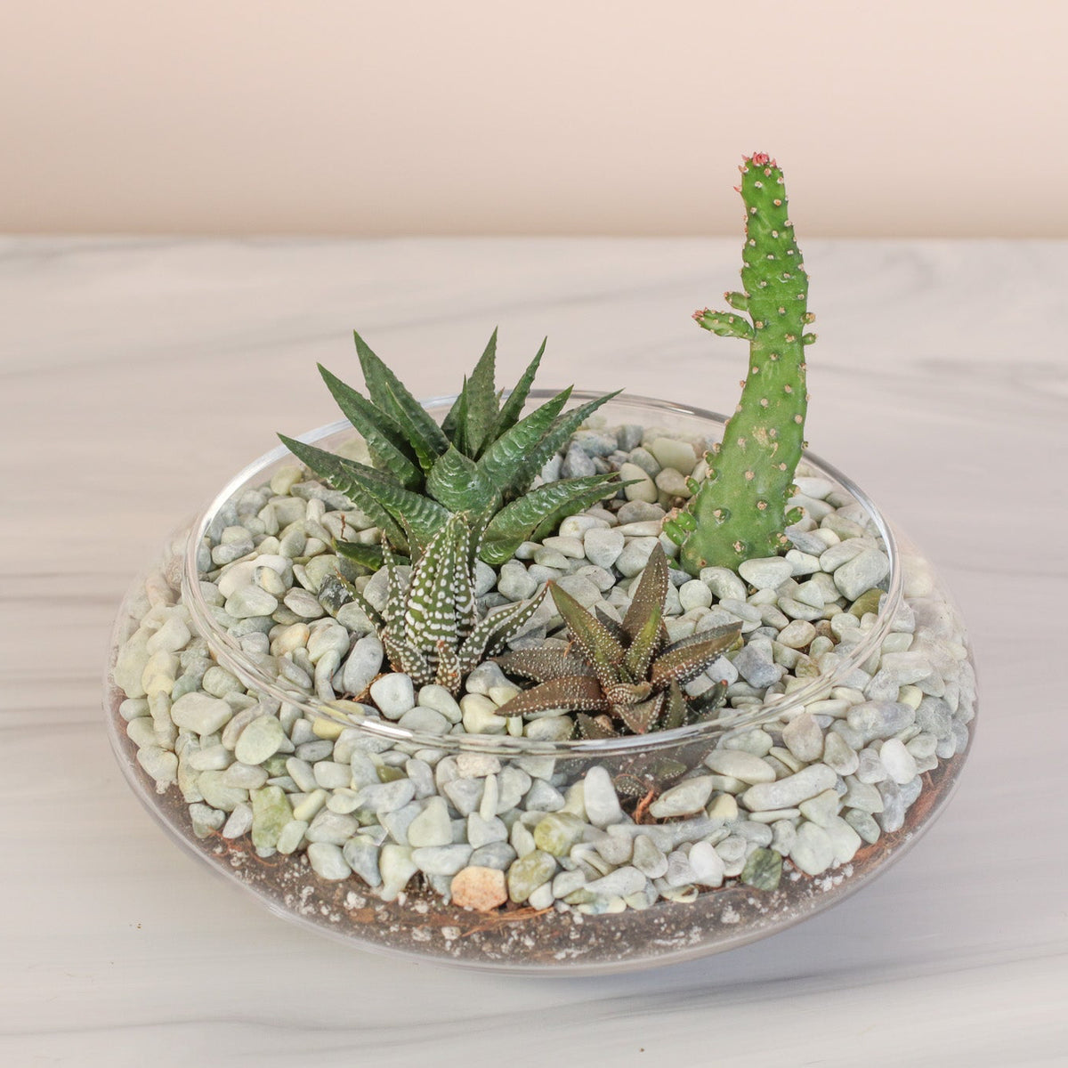 Tiny Desert Succulent Arrangement 