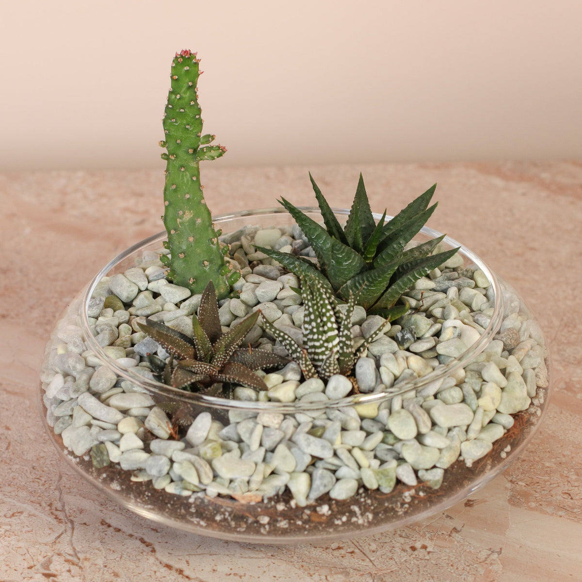 Tiny Desert Terrarium