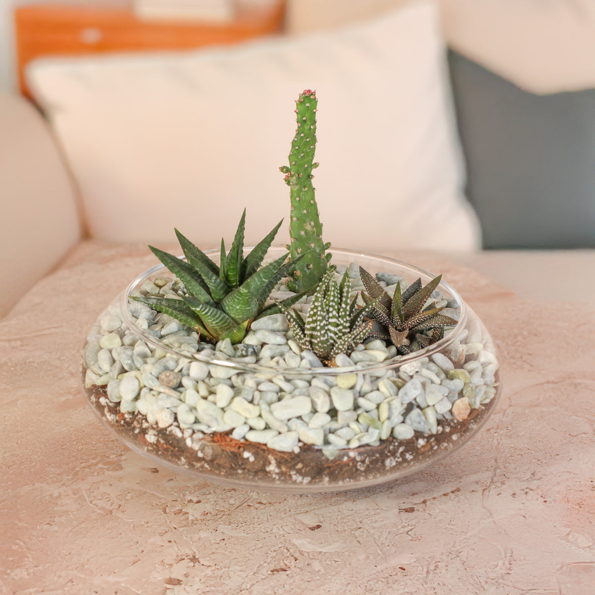Tiny Desert Terrarium