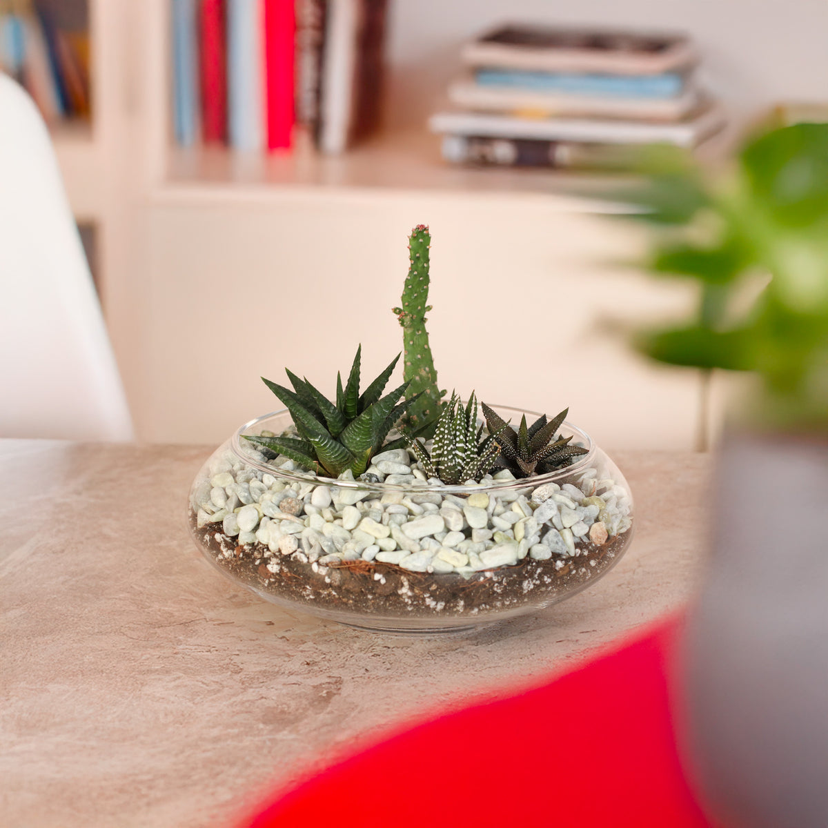 Tiny Desert Succulent Arrangement