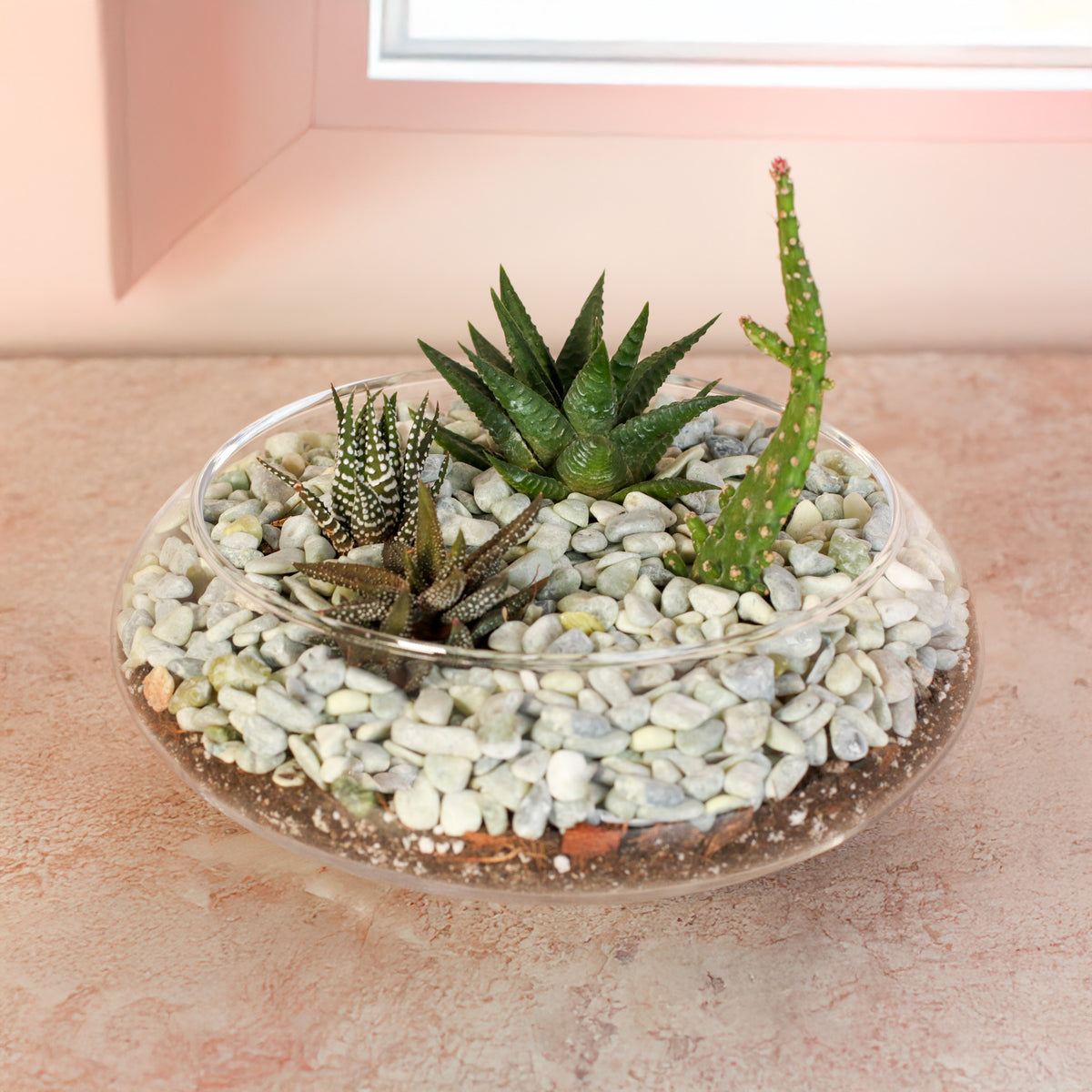 Tiny Desert Terrarium