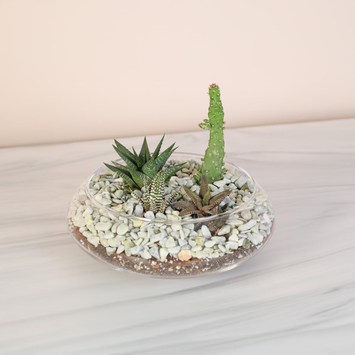 Tiny Desert Terrarium