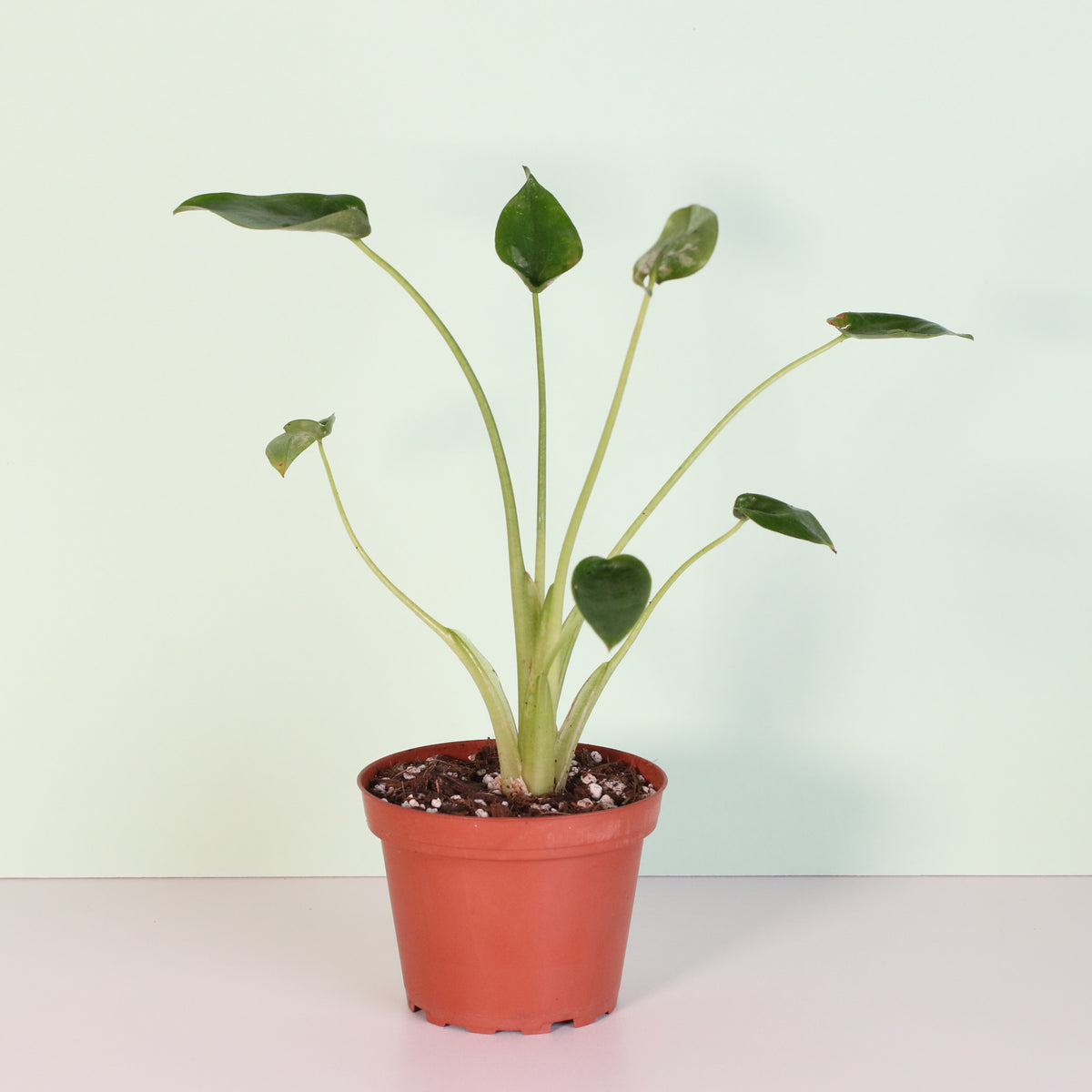 Alocasia &#39;Tiny Dancers&#39;
