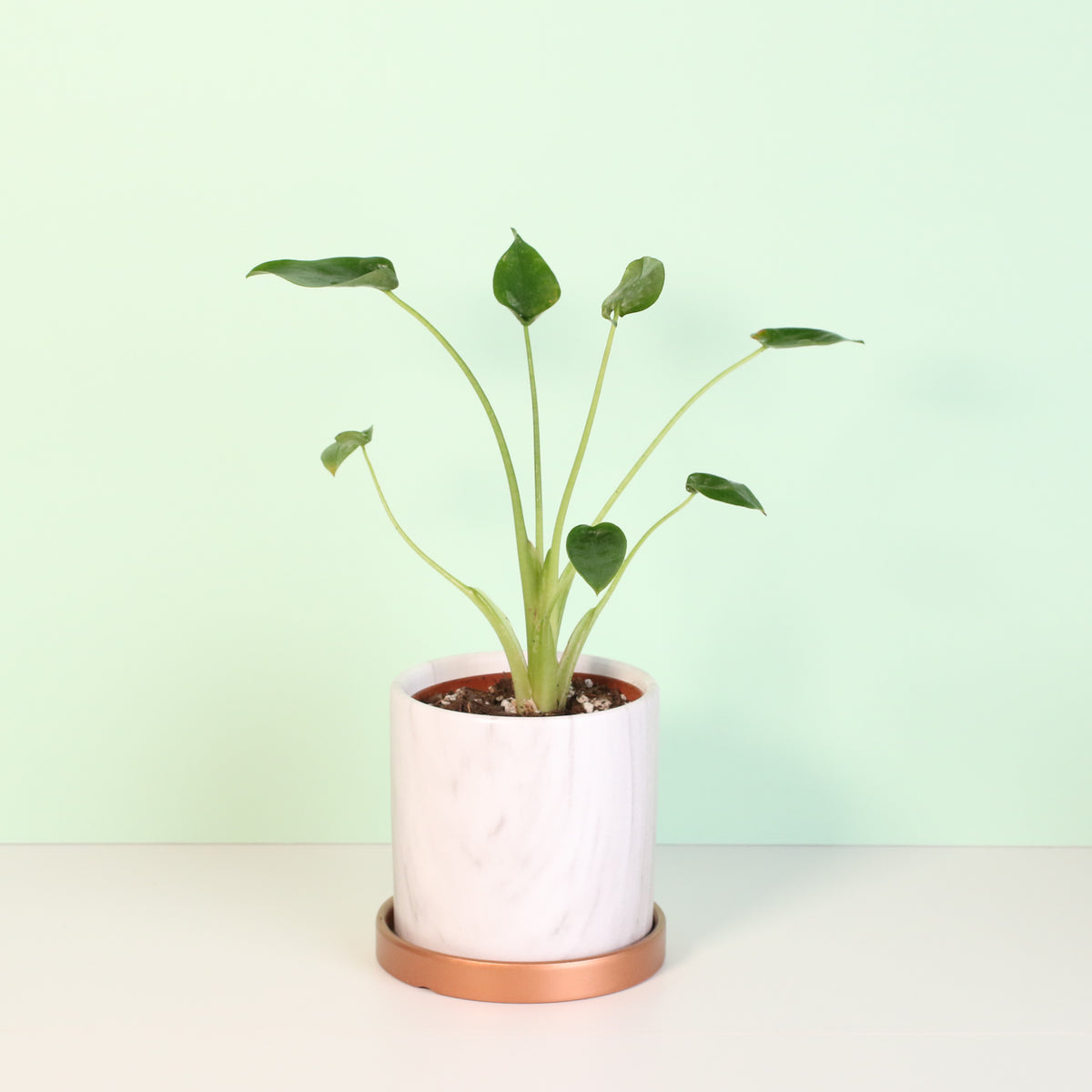 Alocasia &#39;Tiny Dancers&#39;