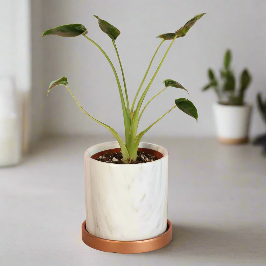 Alocasia &#39;Tiny Dancers&#39;
