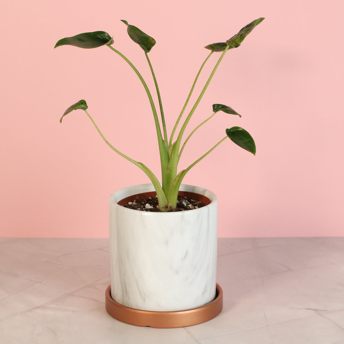 Alocasia &#39;Tiny Dancers&#39;