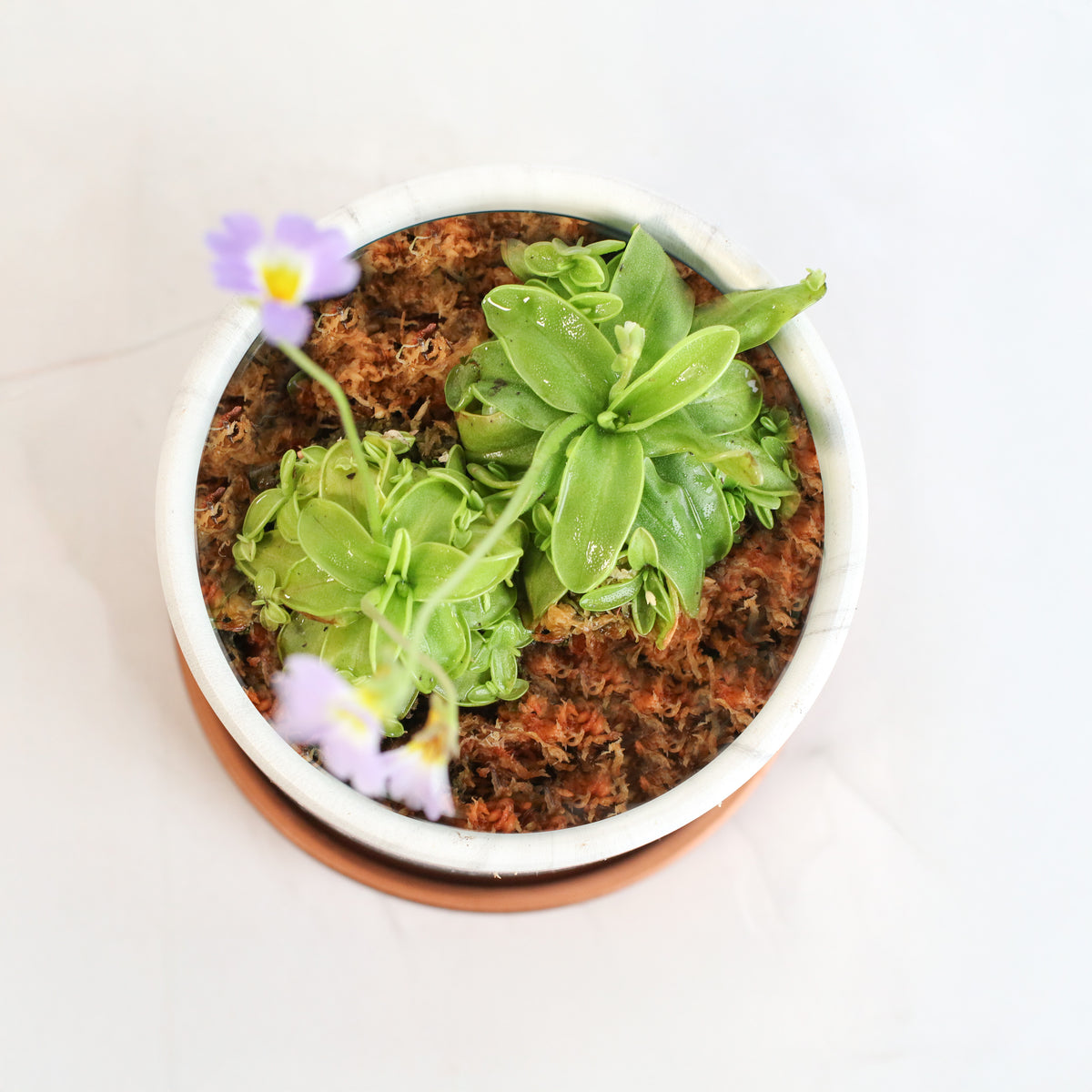 Pinguicula Butterwort