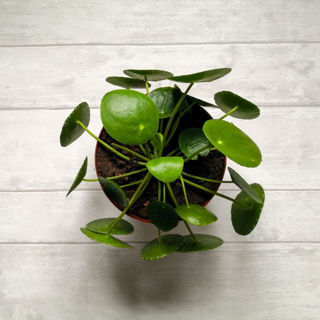 Hand holding a Chinese Money Plant in 6" Nursery Planter