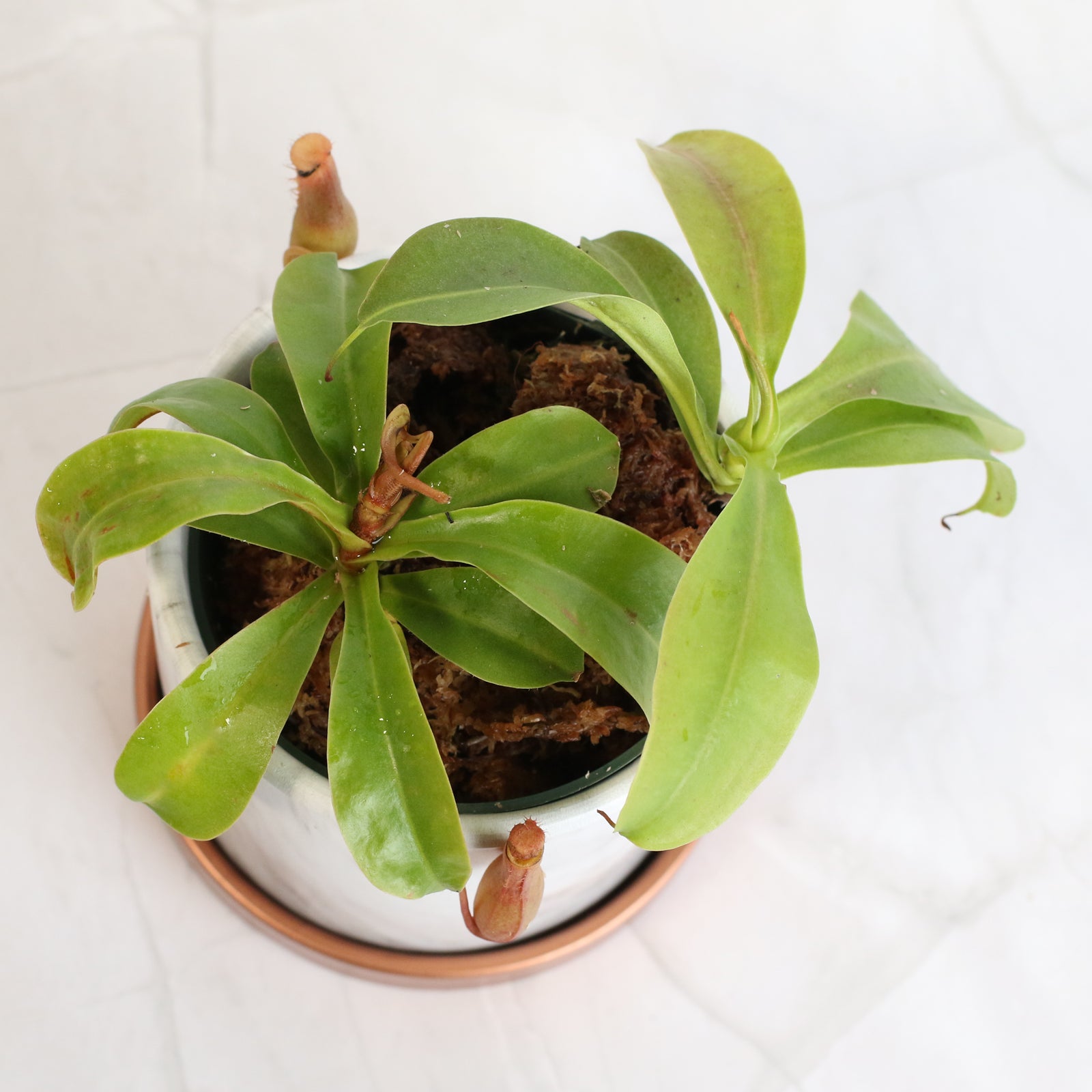 Nepenthes Alata in Daphne Ceramic 4.5" Planter.